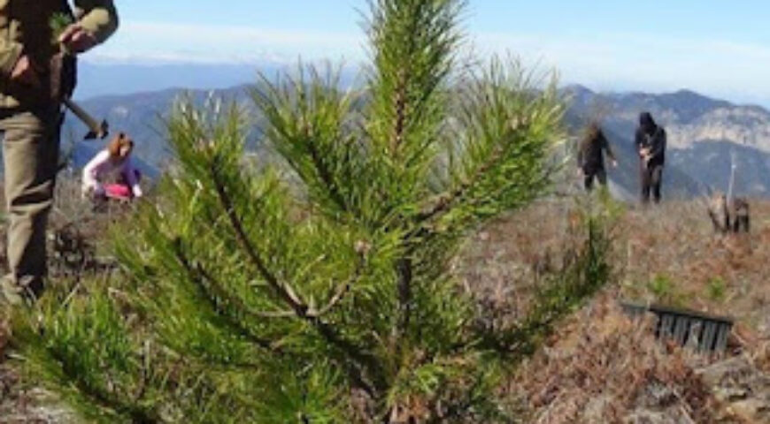 Ο καθηγητής Νίκος Μάργαρης τα έλεγε απ’ το ’99: Πώς οι αναδασώσεις αλλοίωσαν την ταυτότητα των Ελληνικών δασών