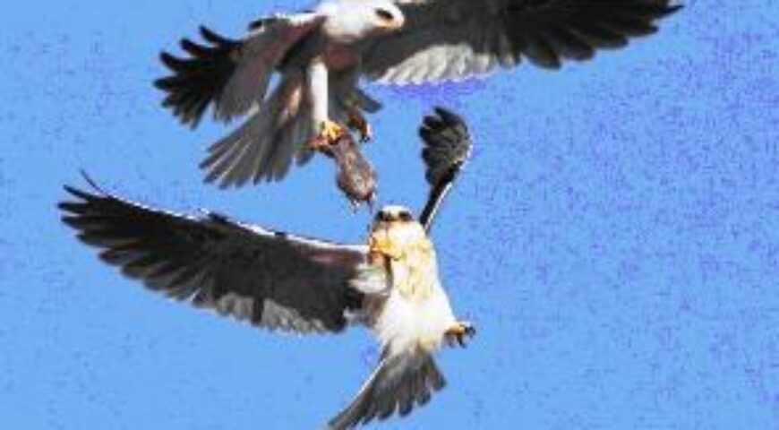 2014-04-16. Η Διχόνοια στην Αραβική Χερσόνησο: Ερίζουν Σαουδική Αραβία και Κατάρ