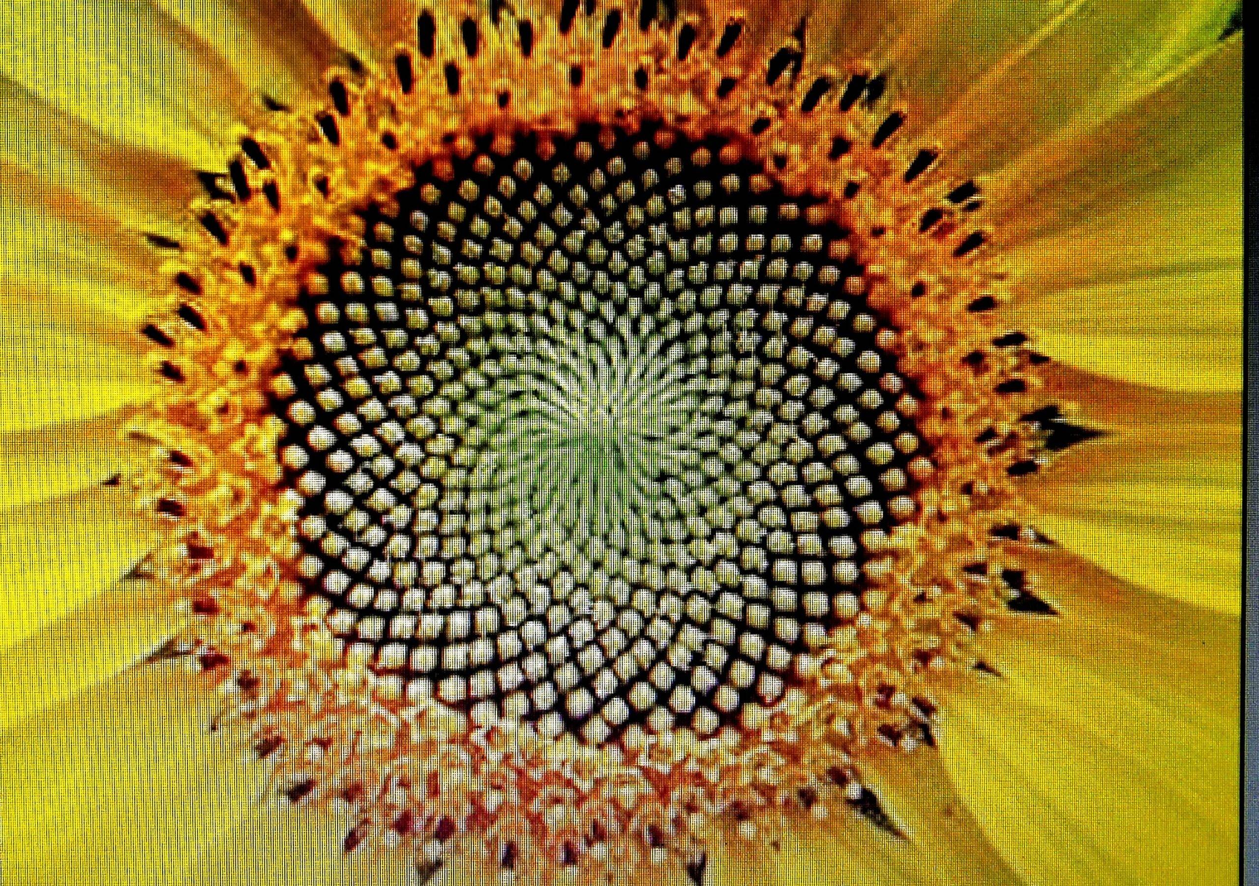 Η ΧΡΥΣΗ ΤΟΜΗ  ΤΟ ΑΡΙΣΤΟ ΠΑΡΑΔΕΙΓΜΑ