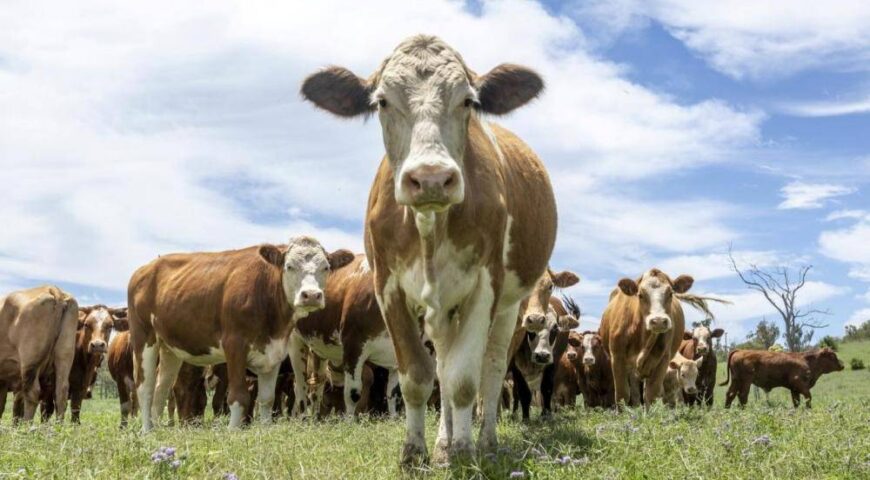 Έχουν τρελαθεί-Ζητούν να φορούν μάσκες οι Αγελάδες; Έρχεται εξέγερση σε Γερμανία ενάντια στην «Πράσινη Συμφωνία» της επιτρόπου της ΕΕ