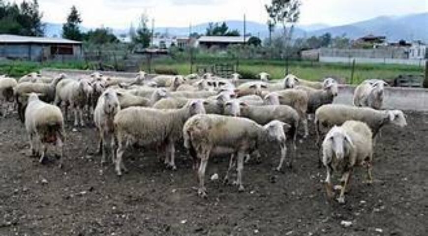 SOS: Η ΕΥΛΟΓΙΑ ΕΠΛΗΞΕ ΤΗΝ ΕΛΛΑΔΑ